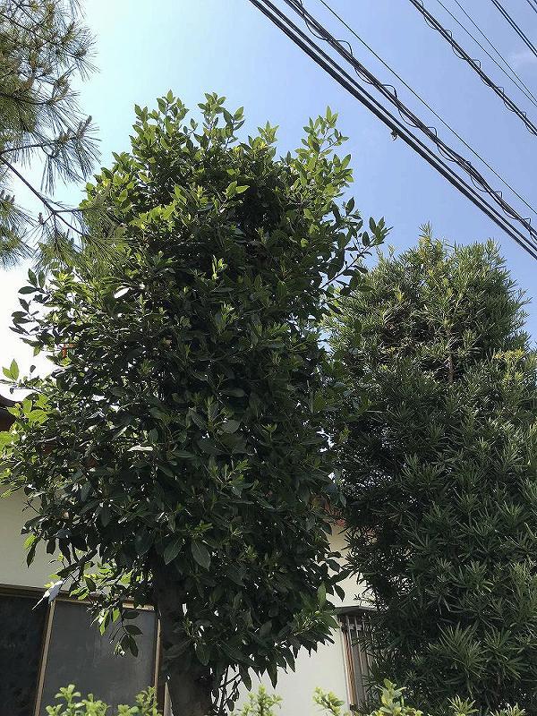 50メートル離れた家の庭にメジロはいた_c0059854_19320761.jpg