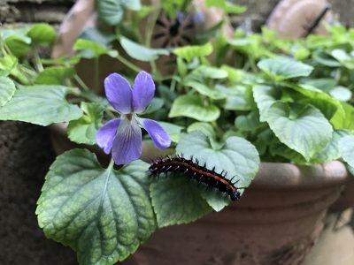 褄黒豹紋揚羽の幼虫_e0090555_01130604.jpg