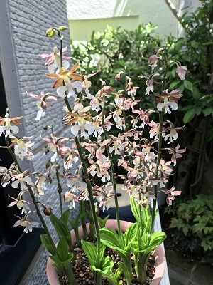 褄黒豹紋揚羽の幼虫_e0090555_01313694.jpg