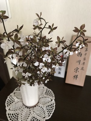 褄黒豹紋揚羽の幼虫_e0090555_01430887.jpg