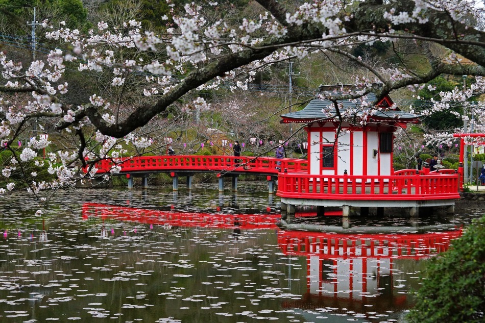 茂原公園の桜　　2020-05-15　更新_e0229455_12213496.jpg