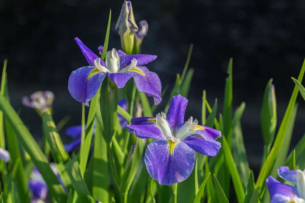 カキツバタ_f0044056_17080637.jpg