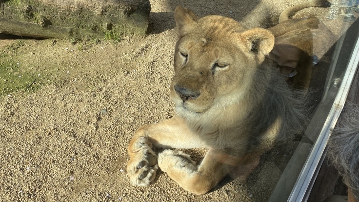 新型コロナなんてどこ吹く風 @神戸・王子動物園_b0063958_07243401.jpeg