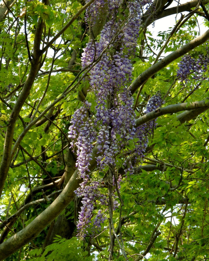 木の花と帰化植物_c0305565_17381172.jpg
