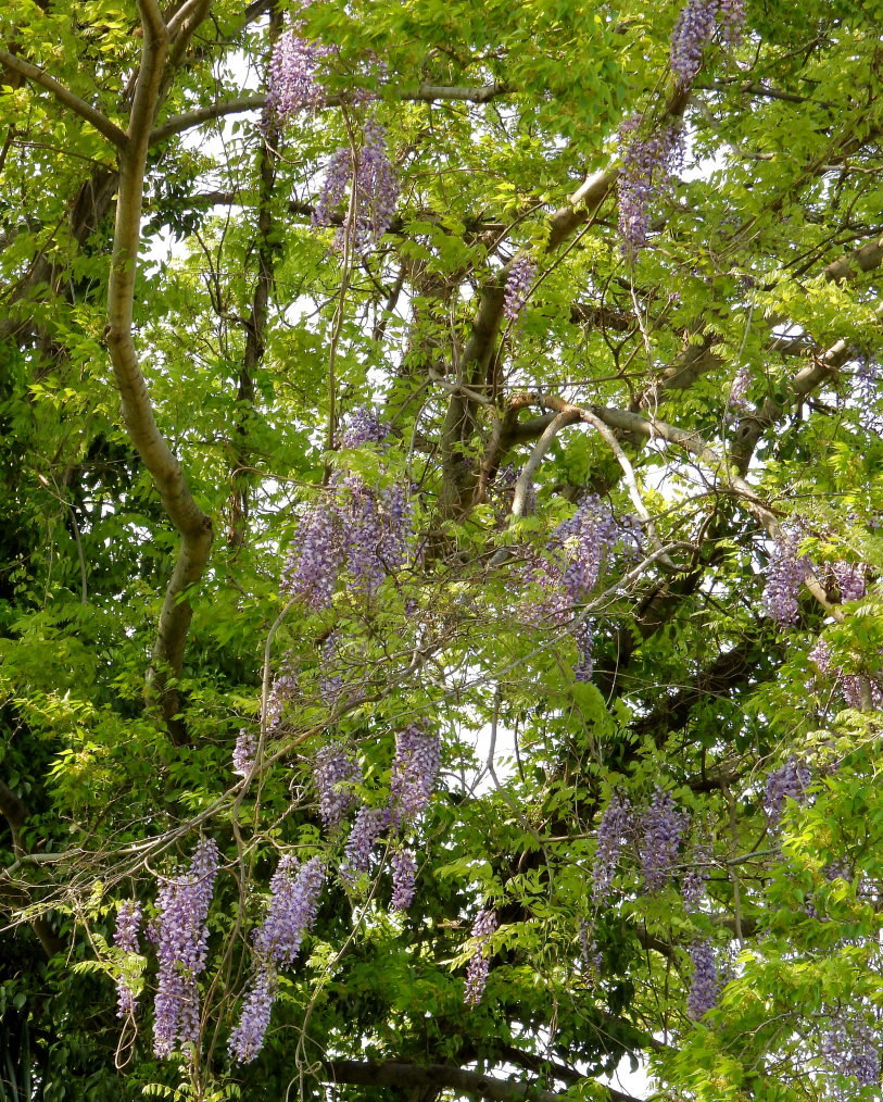 木の花と帰化植物_c0305565_17383392.jpg