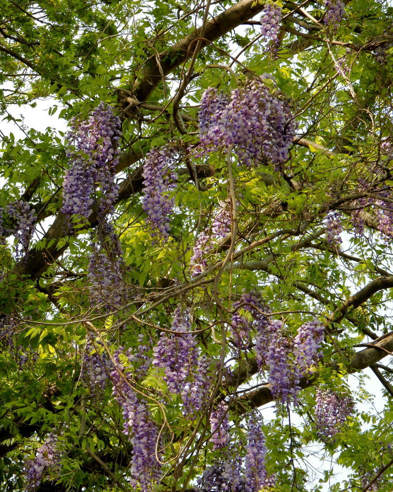 木の花と帰化植物_c0305565_17390110.jpg