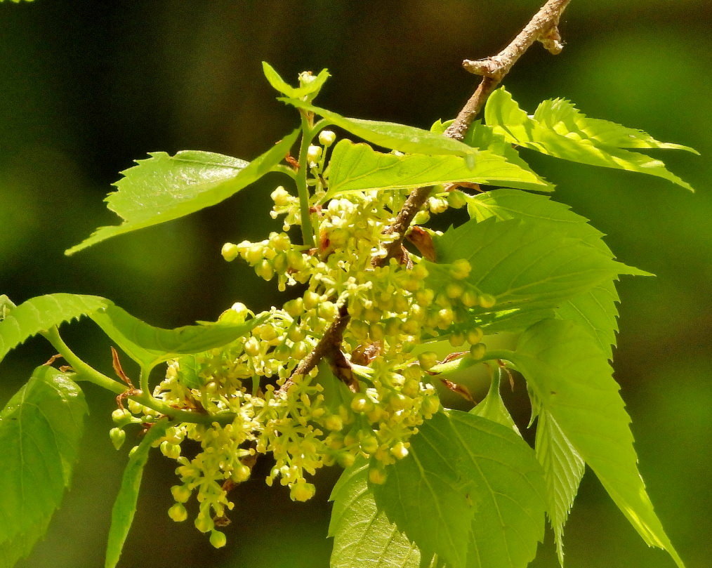 木の花と帰化植物_c0305565_17392801.jpg