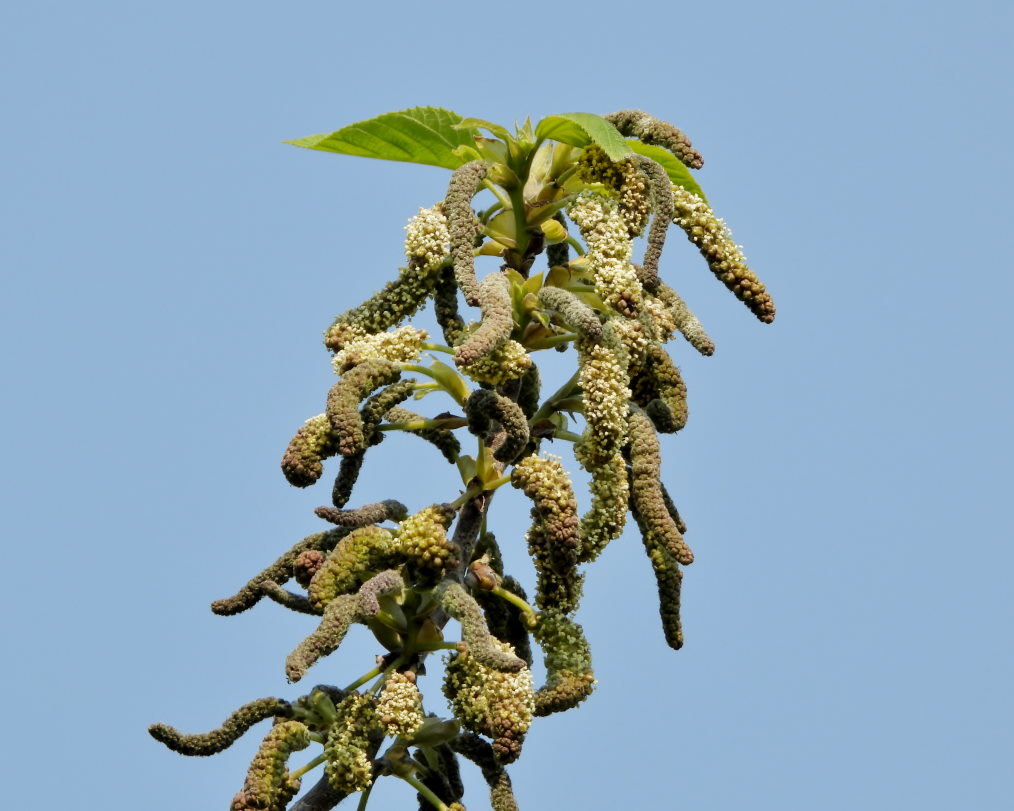 木の花と帰化植物_c0305565_17394895.jpg