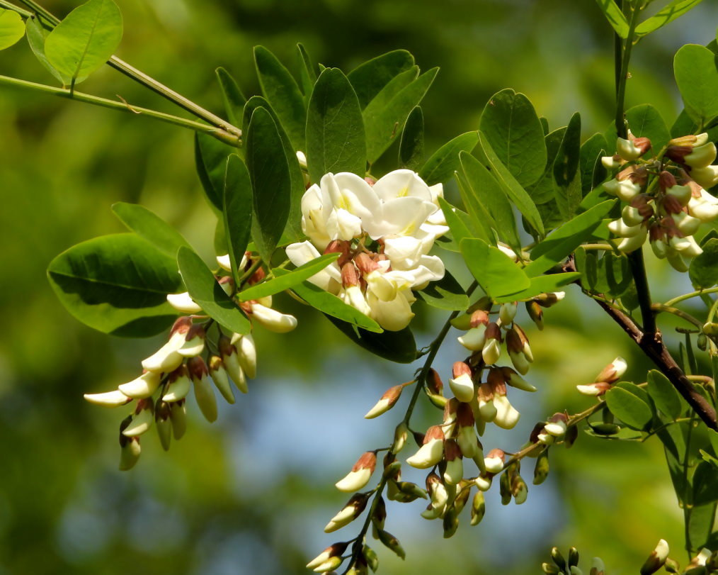 木の花と帰化植物_c0305565_17403380.jpg