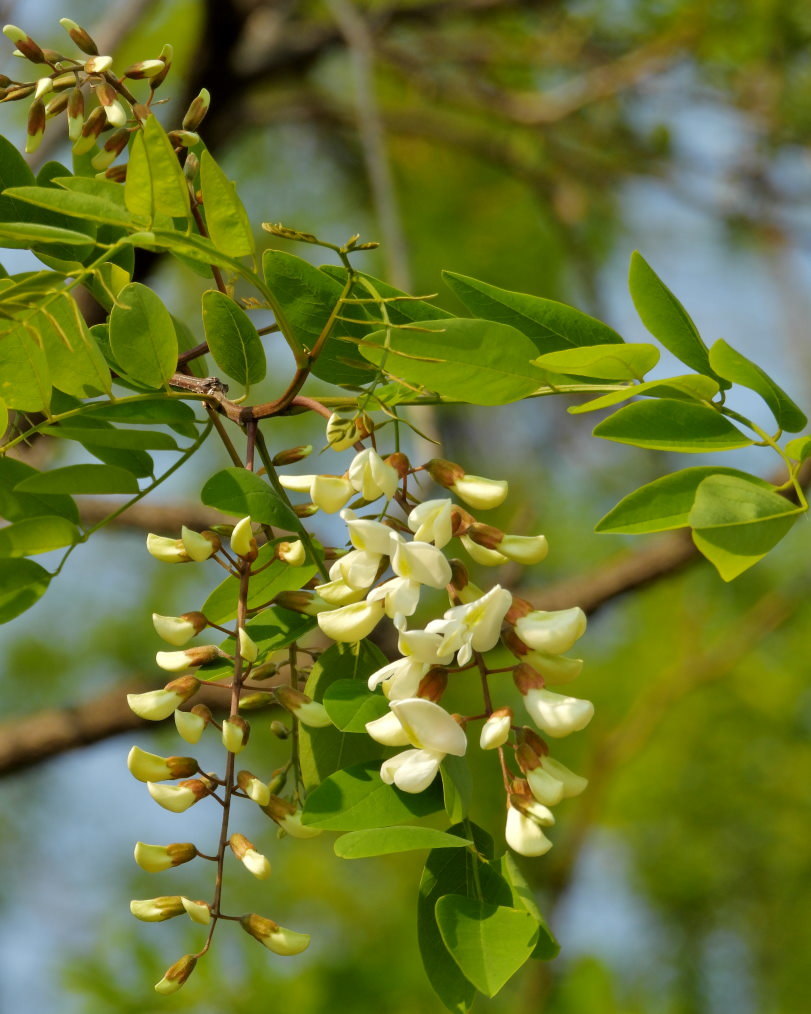 木の花と帰化植物_c0305565_17404889.jpg