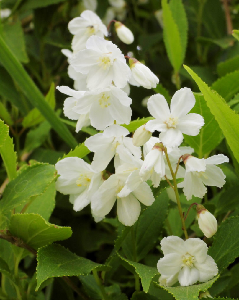 木の花と帰化植物_c0305565_17411038.jpg