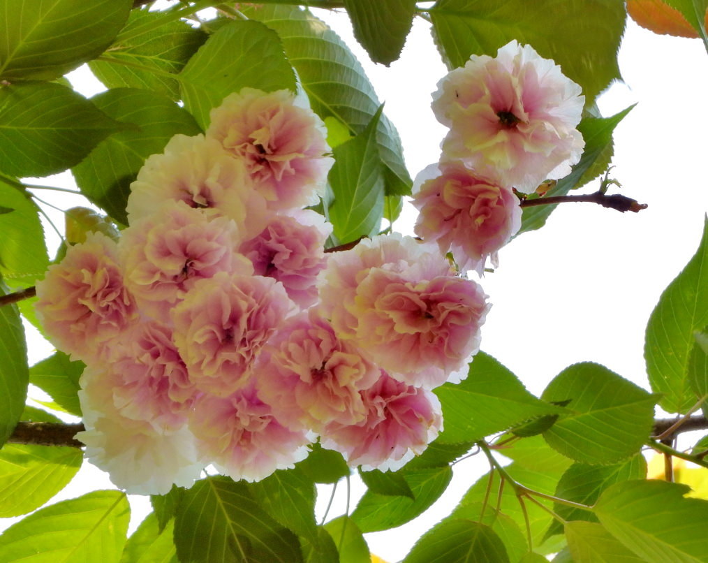木の花と帰化植物_c0305565_17415933.jpg