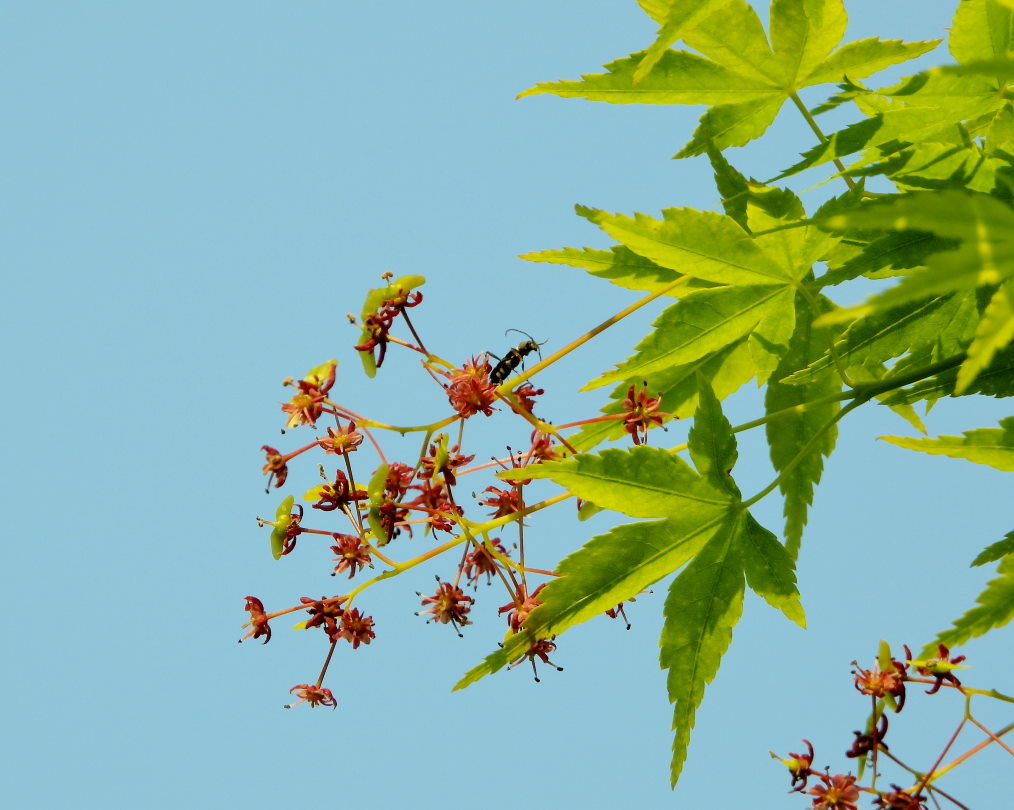 木の花と帰化植物_c0305565_17421851.jpg