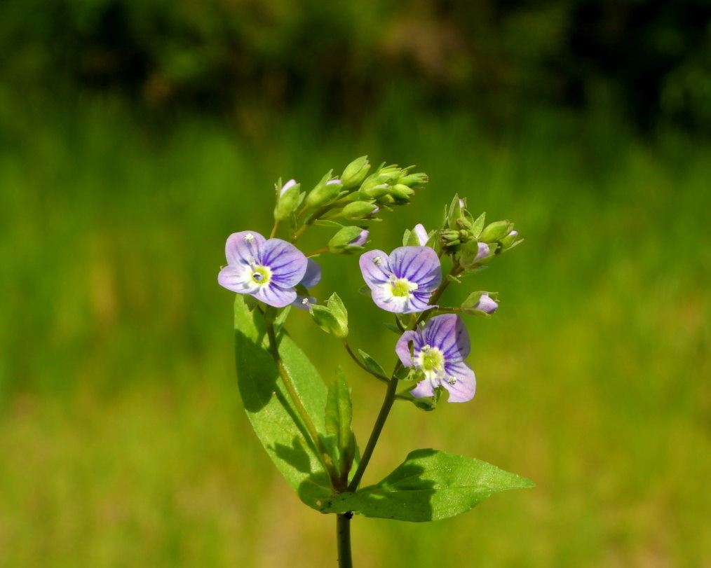 木の花と帰化植物_c0305565_17430609.jpg