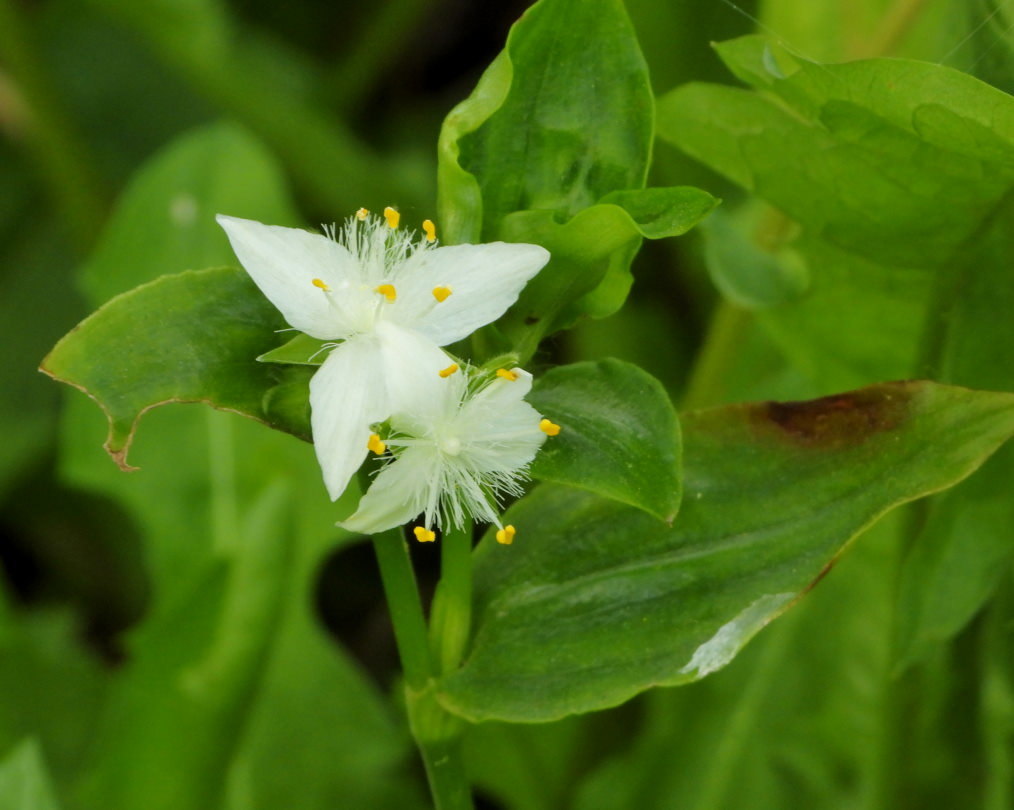 木の花と帰化植物_c0305565_17433726.jpg