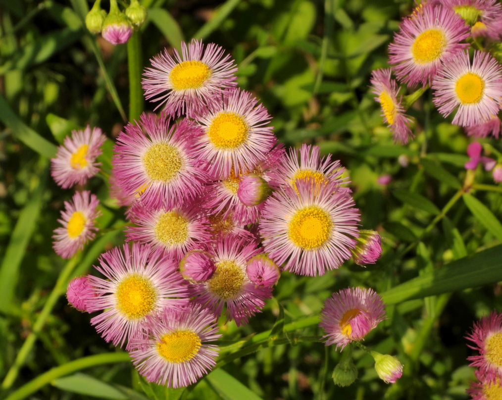 木の花と帰化植物_c0305565_17435199.jpg
