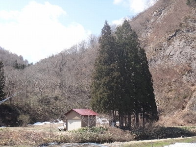 みんな生きてる 森のかすみ草