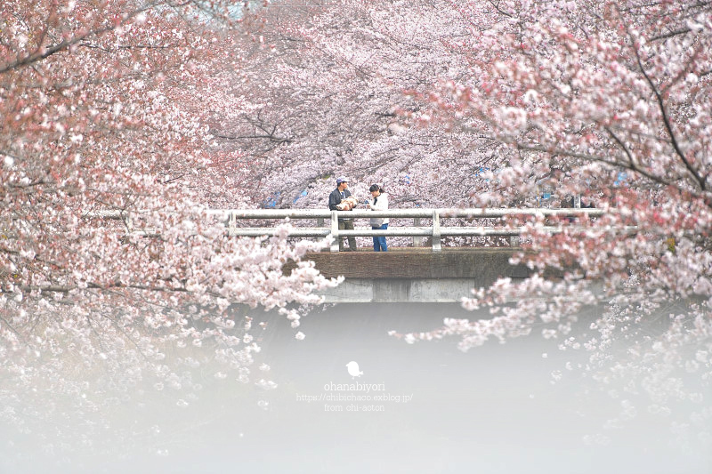 私の桜 ♡ 小さくて大きいね_c0319774_23215267.jpg