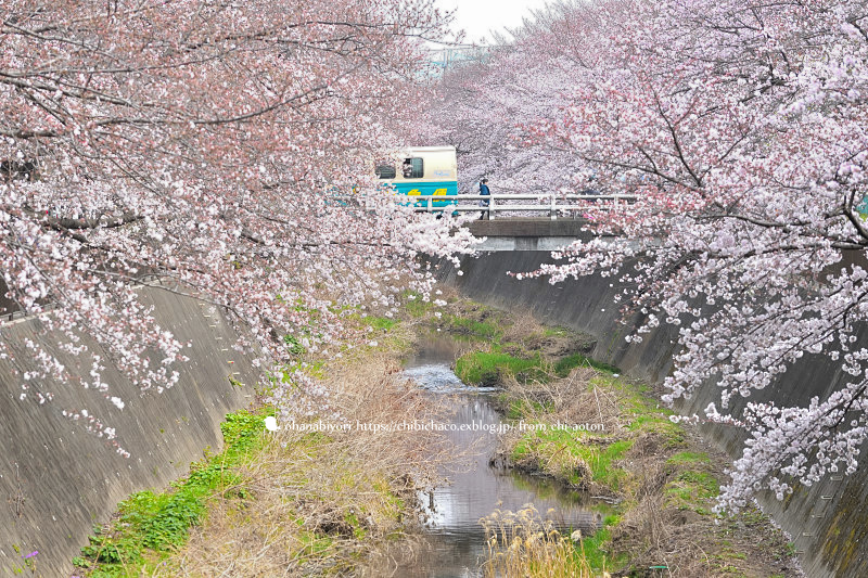 私の桜　♡　小さくて大きいね_c0319774_23220492.jpg