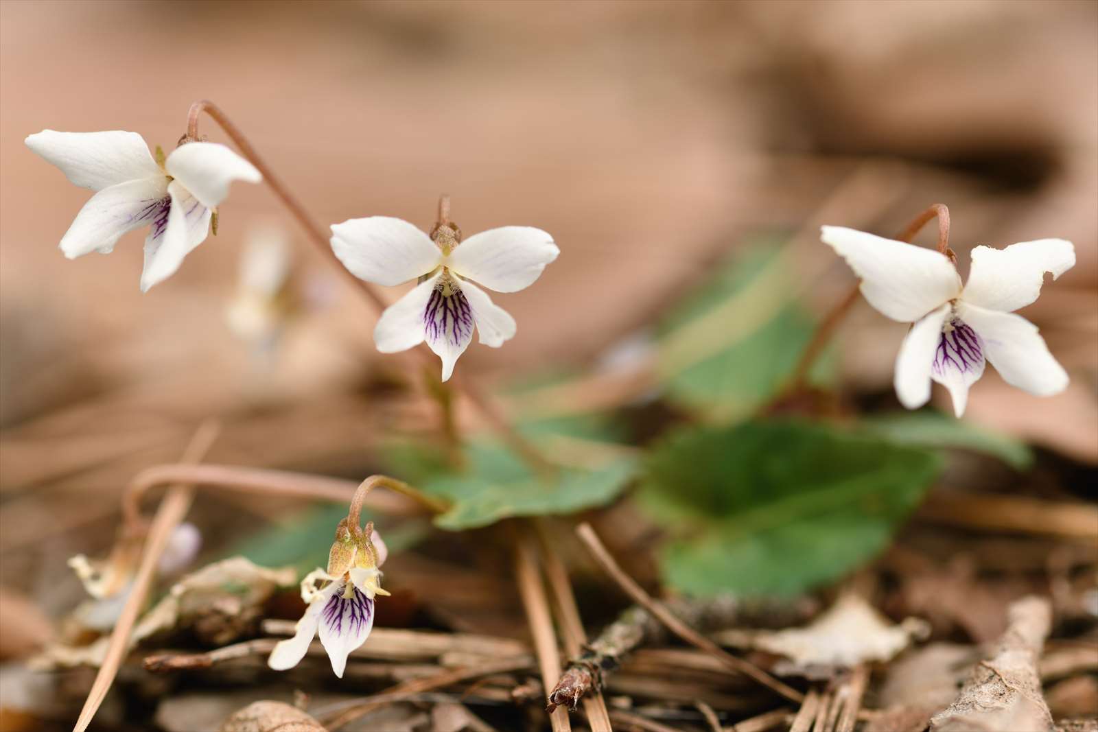 フモトスミレとちょっと似たスミレ 野の花山の花ウォッチング In 奥多摩