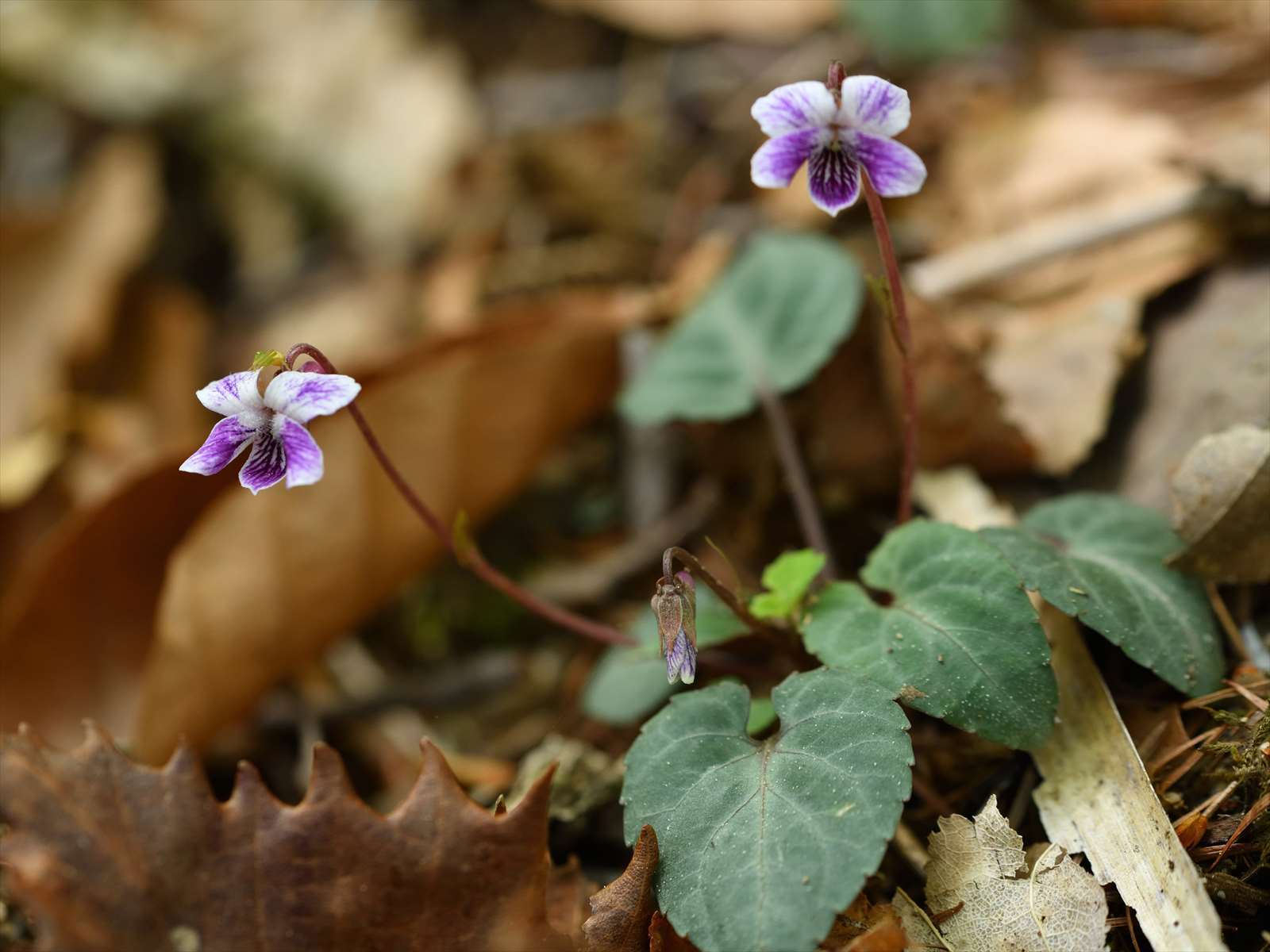 フモトスミレとちょっと似たスミレ 野の花山の花ウォッチング In 奥多摩