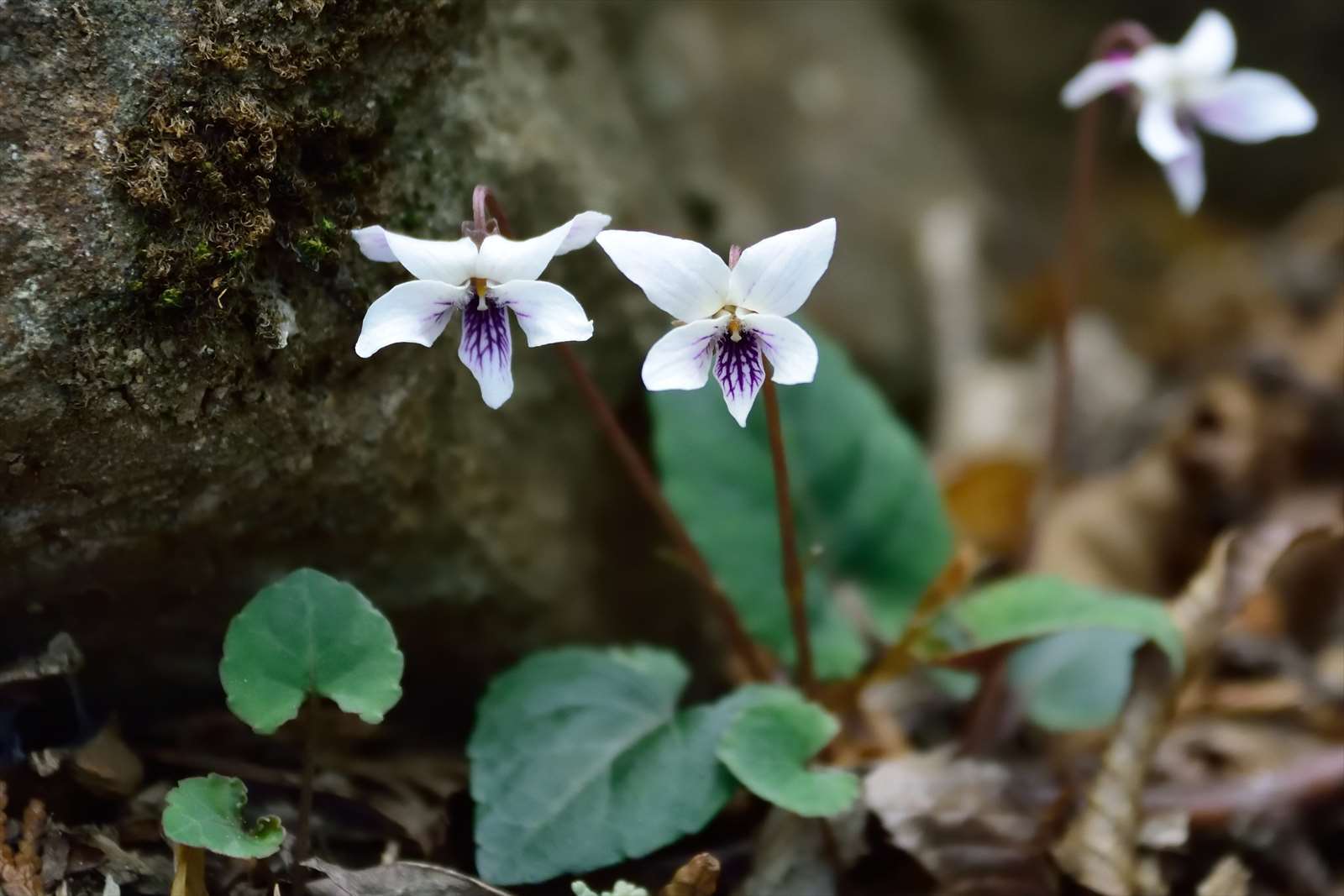 フモトスミレとちょっと似たスミレ 野の花山の花ウォッチング In 奥多摩