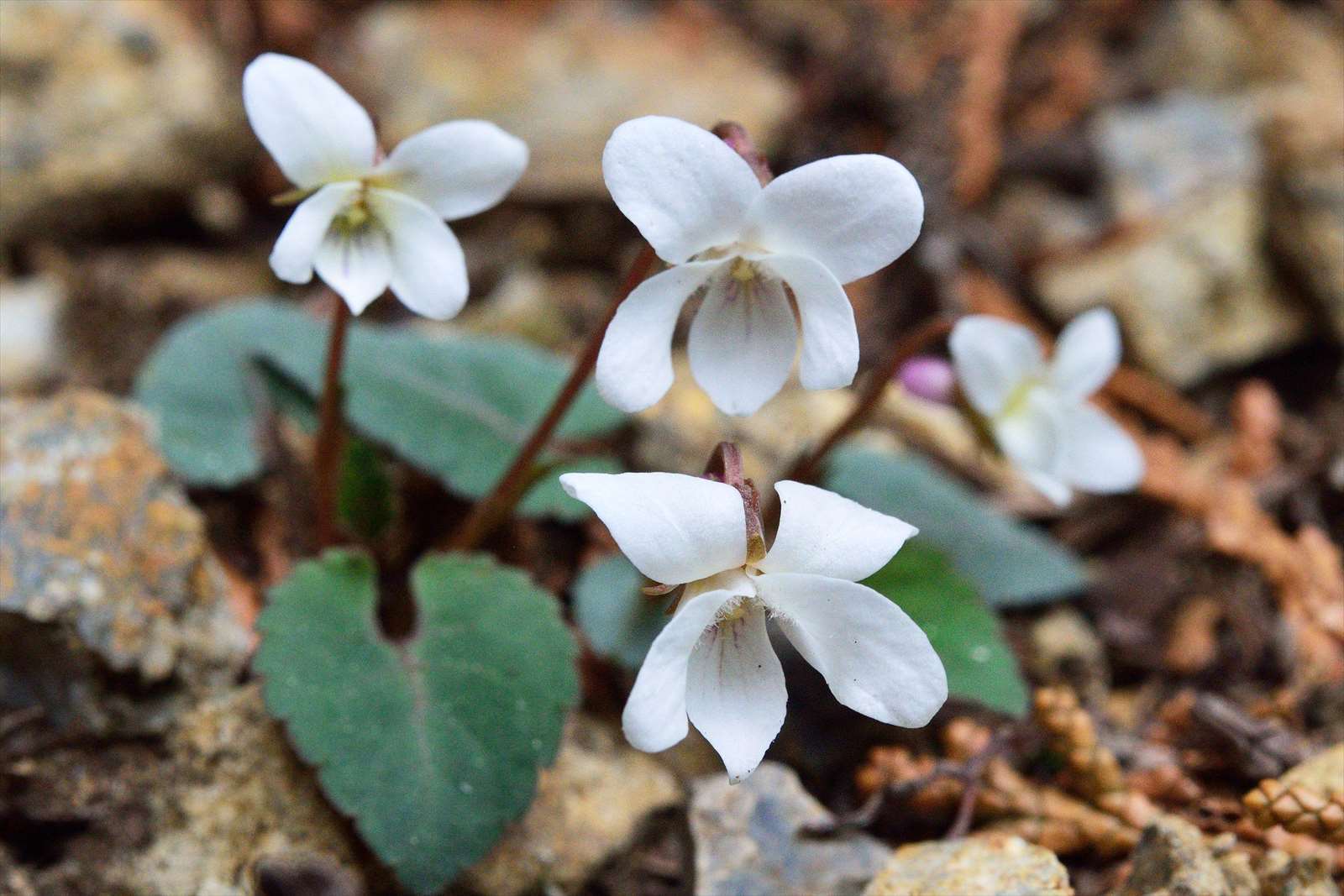 フモトスミレとちょっと似たスミレ 野の花山の花ウォッチング In 奥多摩