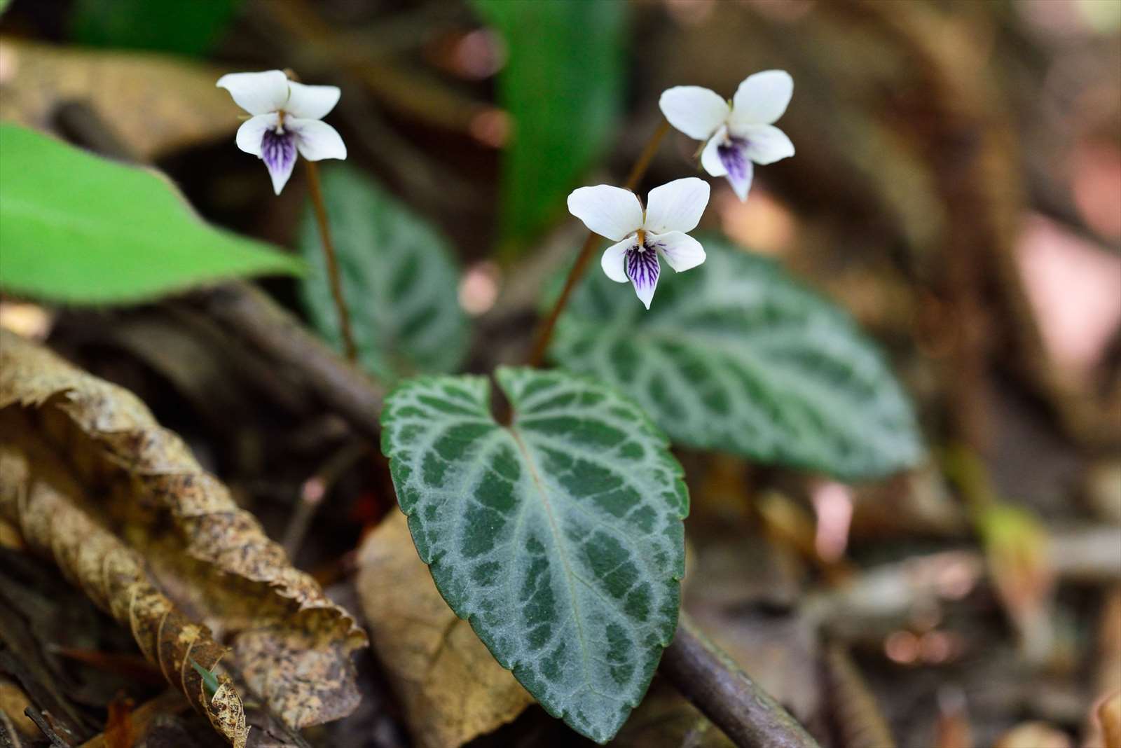 フモトスミレとちょっと似たスミレ : 野の花山の花ウォッチング
