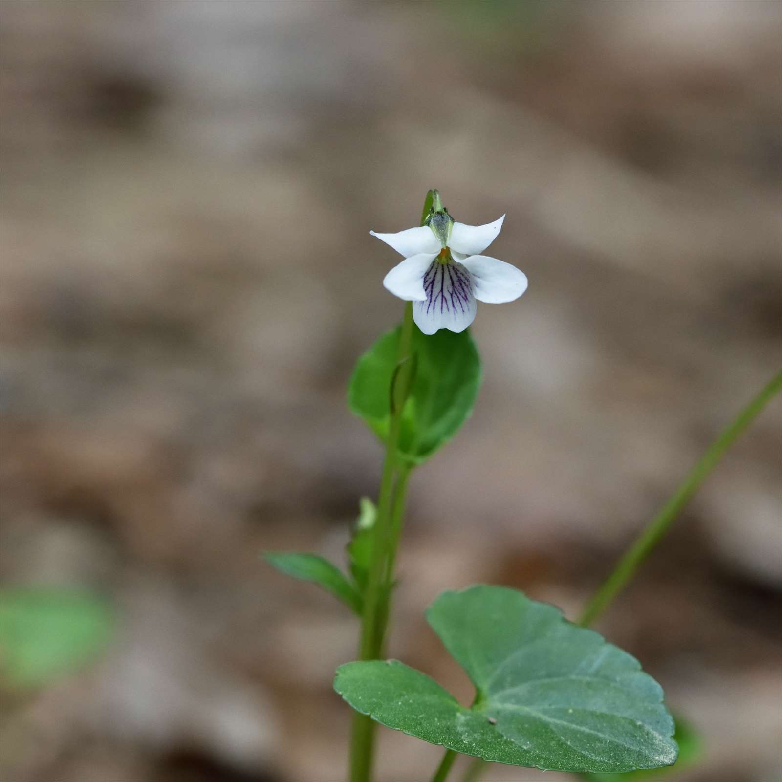 日本のスミレ フモトスミレとちょっと似たスミレ : 野の花山の花ウォッチング