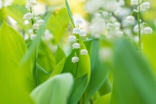 muguet_d0233891_17574804.jpg