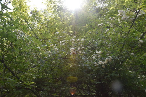 美しい5月がやってきた。_d0087595_14165098.jpeg