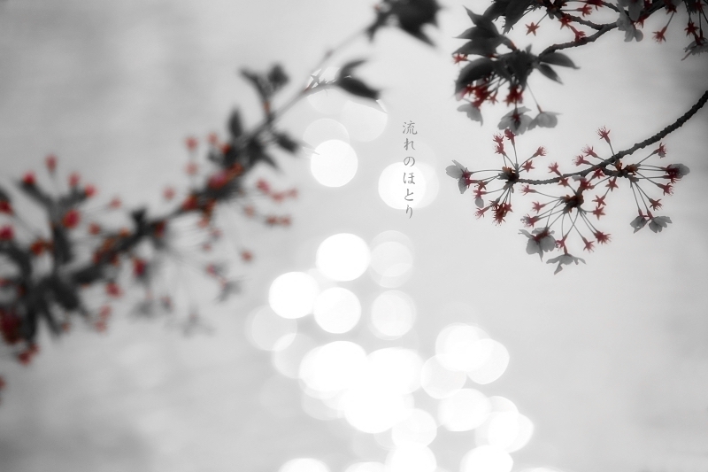 私の桜 2020_b0166896_16401734.jpg