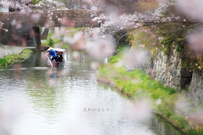 私の桜 2020_b0166896_16402156.jpg
