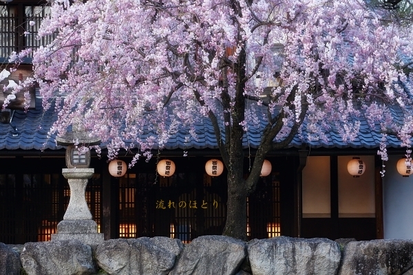 私の桜 2020_b0166896_16402658.jpg