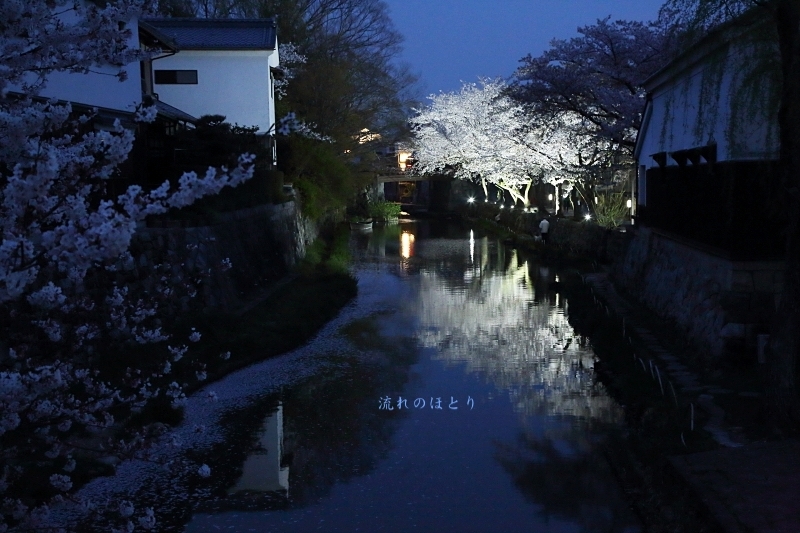 私の桜 2020_b0166896_16403324.jpg