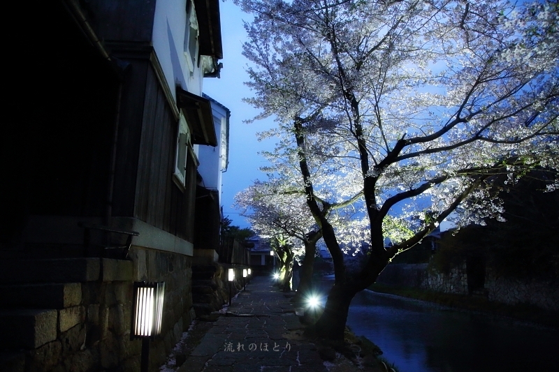 私の桜 2020_b0166896_16403863.jpg