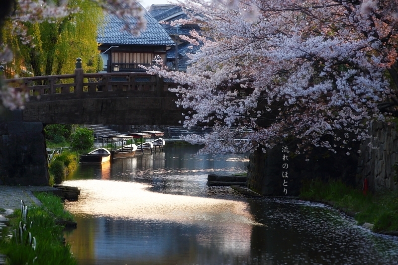 私の桜 2020_b0166896_16405011.jpg