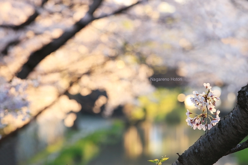 私の桜 2020_b0166896_16413501.jpg