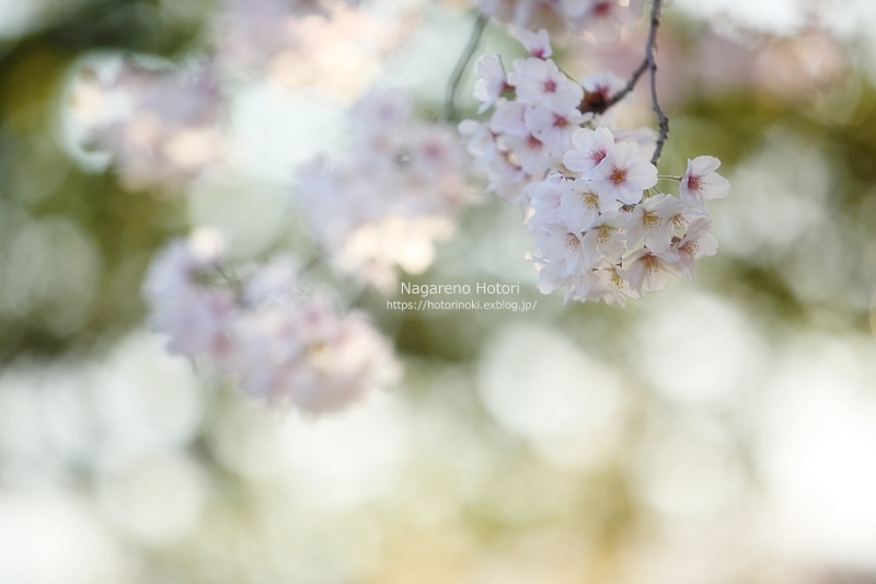 私の桜 2020_b0166896_16481744.jpg