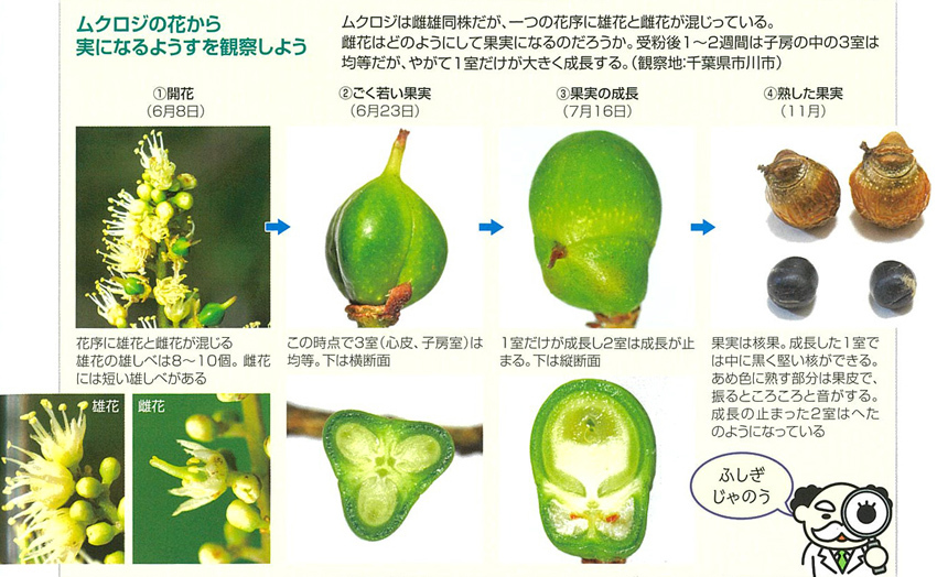 樹木博士入門』余話 ②ムクロジと豊川稲荷 : 自然観察大学ブログ