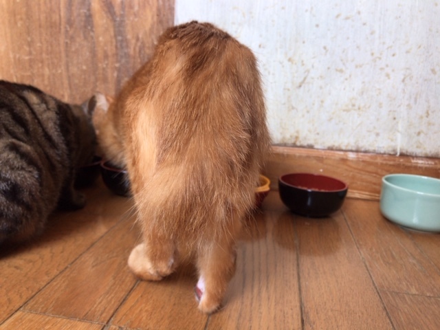 キジトラ吉丸くんのご紹介です_f0242002_22085128.jpg