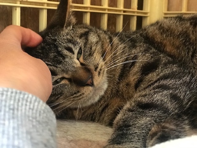 キジトラ吉丸くんのご紹介です_f0242002_22100960.jpg
