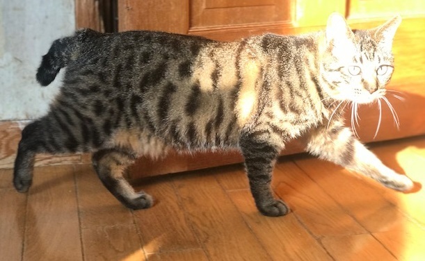 キジトラ吉丸くんのご紹介です_f0242002_22150103.jpg