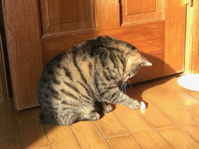 キジトラ吉丸くんのご紹介です_f0242002_22152795.jpg