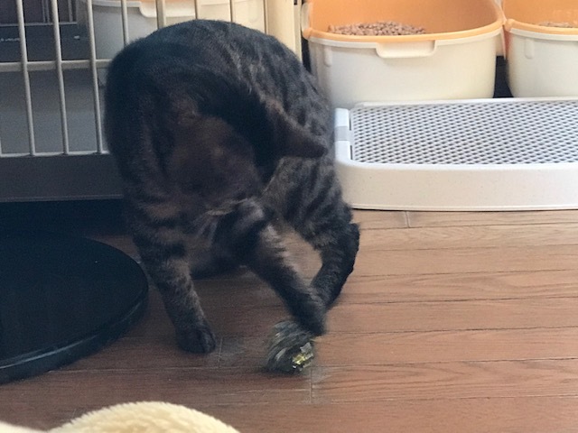キジトラ吉丸くんのご紹介です_f0242002_22173217.jpg