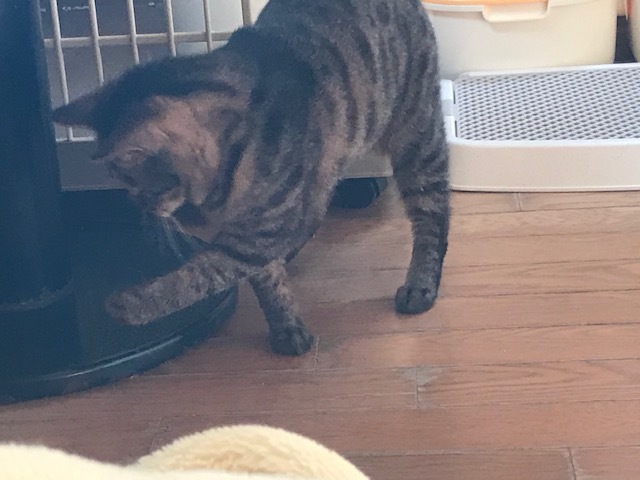 キジトラ吉丸くんのご紹介です_f0242002_22174497.jpg