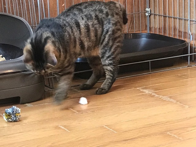 キジトラ吉丸くんのご紹介です_f0242002_22181382.jpg