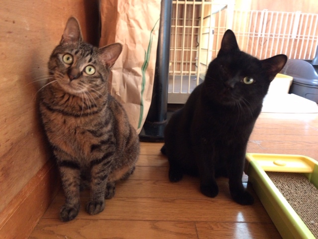 キジトラ吉丸くんのご紹介です_f0242002_22185145.jpg
