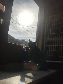 キジトラ吉丸くんのご紹介です_f0242002_22215716.jpg