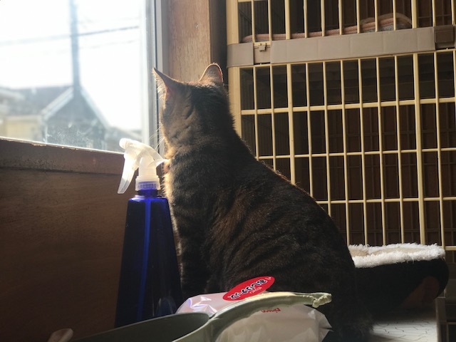 キジトラ吉丸くんのご紹介です_f0242002_22220613.jpg
